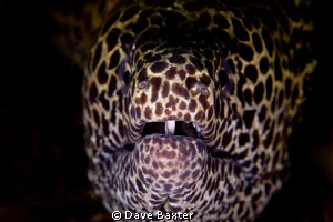 moray at Tulumben by Dave Baxter 